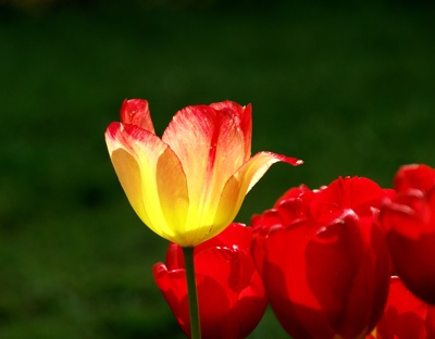 Gelbe Tulpe mit roten Rändern