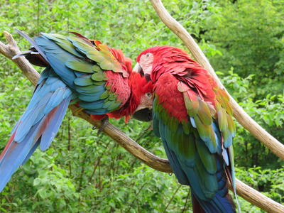 das Papageien Paar