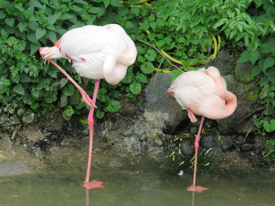 die balancierenden Flamingos