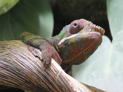 Das Chameleon