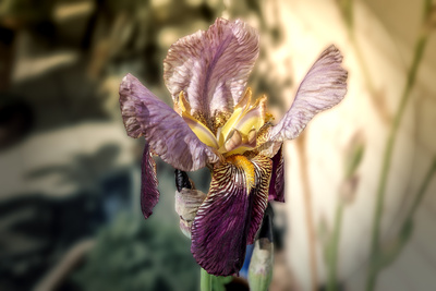 Große Irisblüte