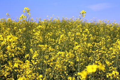 Gelbe Blüten