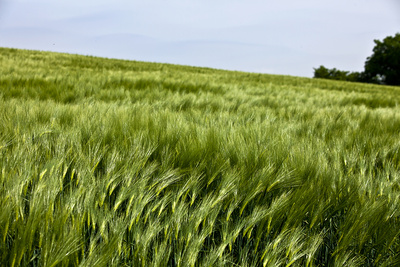 Wind im Roggenfeld