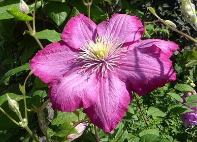 Rote Clematis