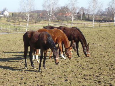 Pferde  im   Sauerland