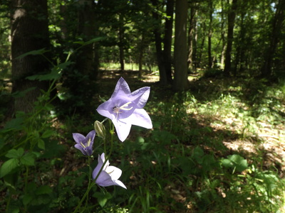 Blaue Blume im Wald