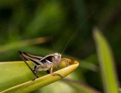 Kurzflügelige Beißschrecke - Nymphe