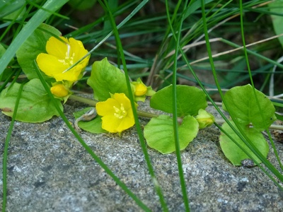 Von der Natur hübsch dekoriert