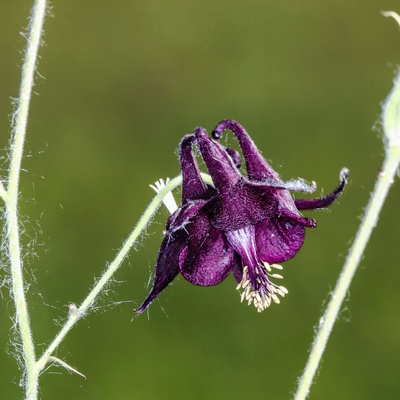 Schwarzviolette Akelei
