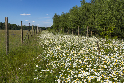 Blütenmeer Blütenmeer