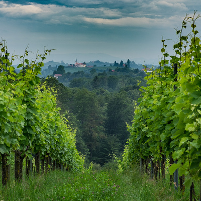 Slowenisches Weinland bei Zupnija Svetinje