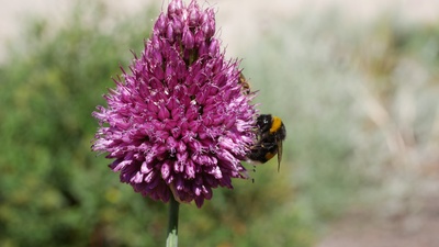 Besuch einer Hummel