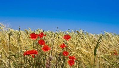 erntereifes Getreide mit  Mohn