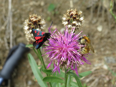 Die Biene und der Schmetterling auf der Flockenblume