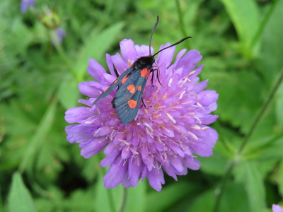 Der Schmetterling auf der Witwenblume
