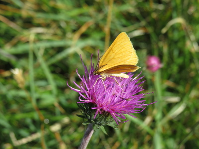 Schmetterling auf Flockenblume II