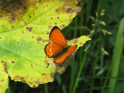 Der Schmetterling auf dem Ahornblatt
