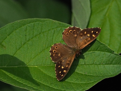 brauner waldvogel