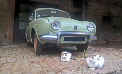 Renault Dauphine mit Katzen