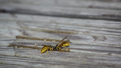 Zwei Wespen
