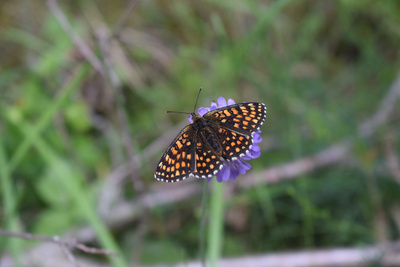 Schmetterling