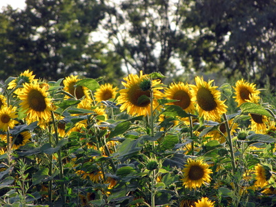 Sonnenblumen im Abendlicht
