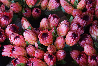 Protea auf dem Blumenmarkt