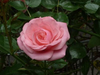Eine  Rose