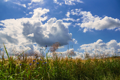Gesicht eines Sommers Gesicht eines Sommers