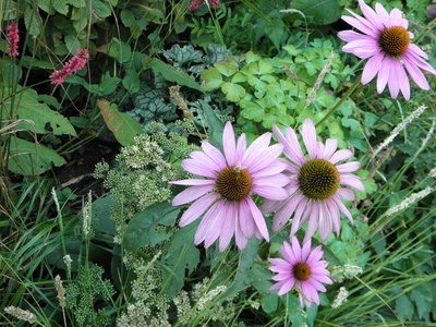 lila Blüten im Grünen