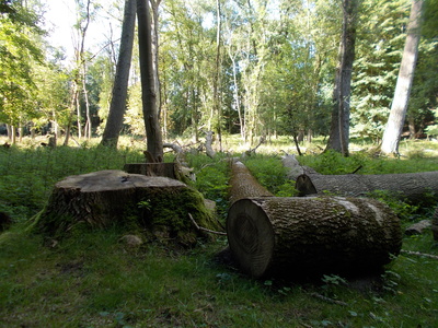 Viel Holz im Wald