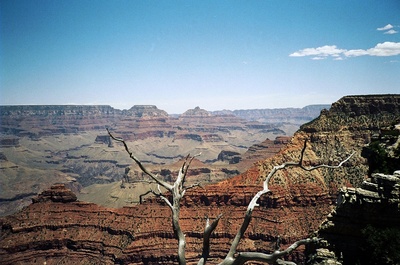 Verdorrter Baum vor dem Grand Canyon