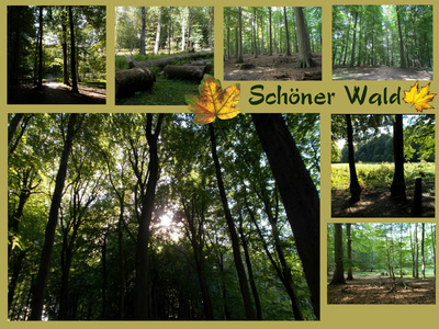 Schöner Wald