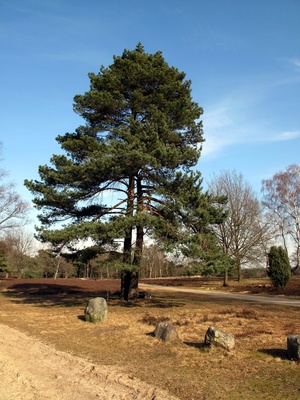 Typischer Heidebaum