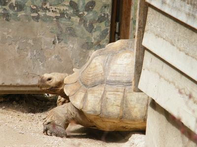 Schildkröte001