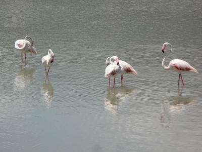 Flamingos in Calpe