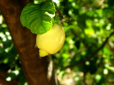 Im Land wo die Zitronen blühen....