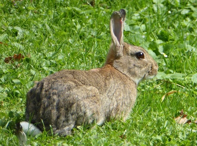 Kaninchen im Parik