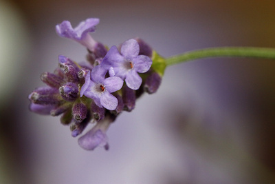 Lavendel