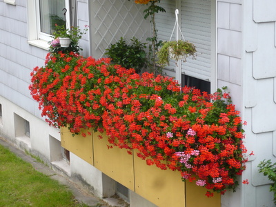 Schöne  Blumen