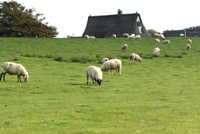 Schafe grasen auf dem Deich