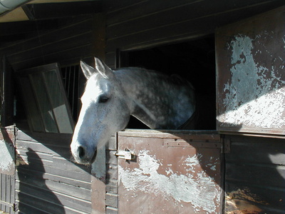 Pferd  im   Sauerland