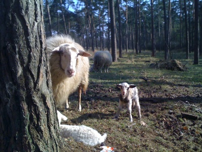 Schaf und Schäfchen im Frühling