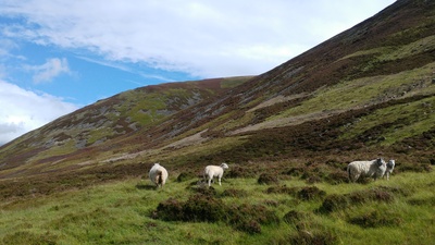 Schafe in den schottischen Highlands