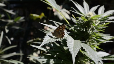 Schmetterling auf Cannabis