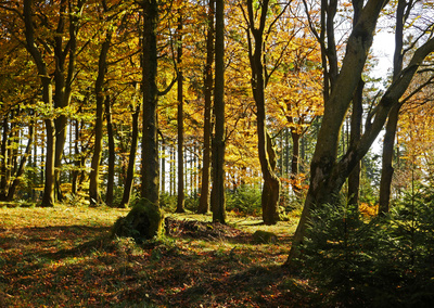 Bergwald im Herbst