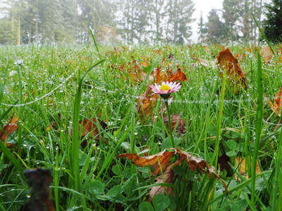 herbstnebel zaubert