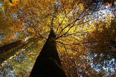 Herbst im Pfälzer Wald