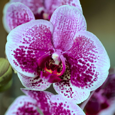 Orchideenmakro I