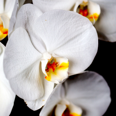 Orchideenmakro II